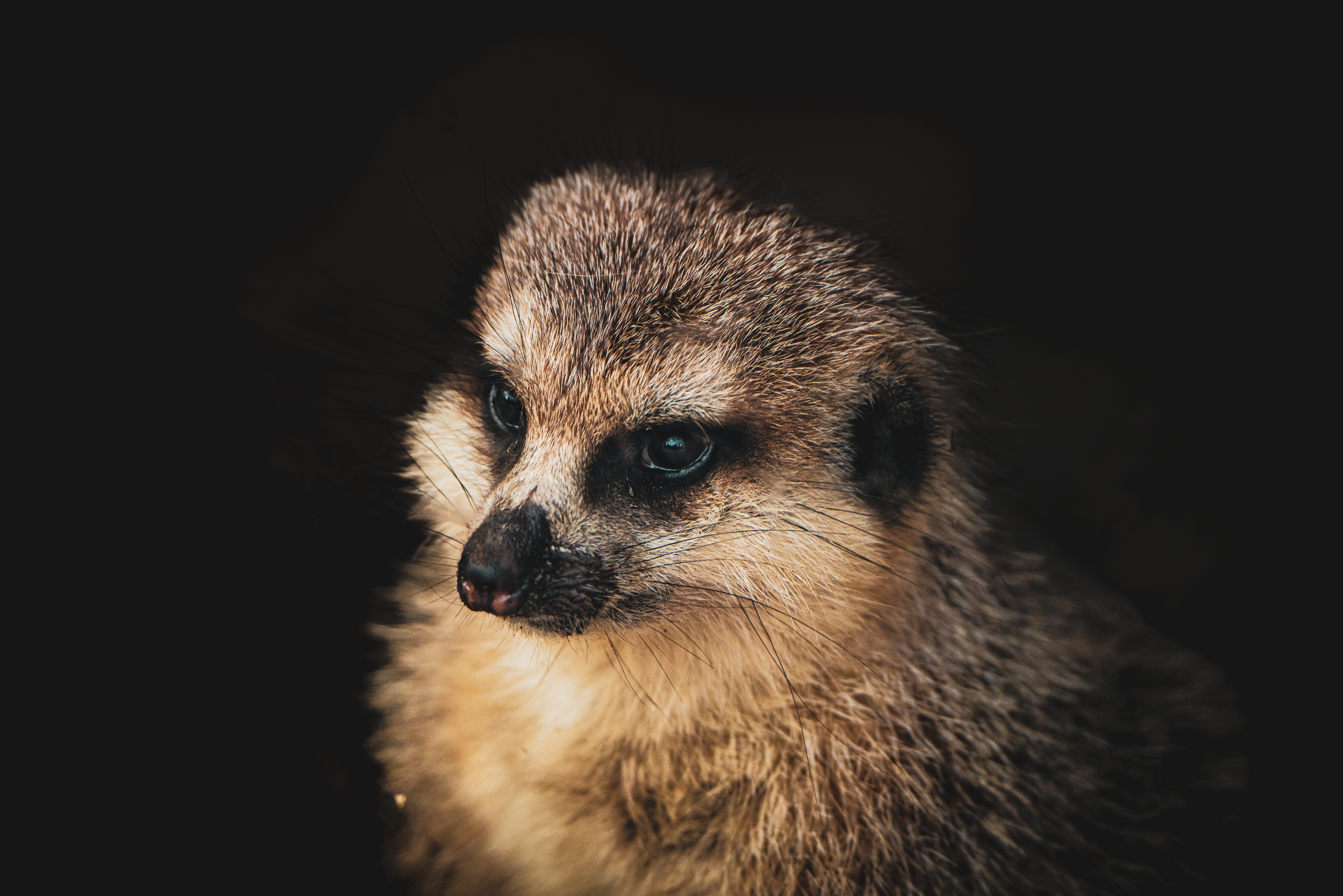 Erdmännchen